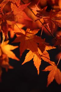 Preview wallpaper maple leaves, leaves, macro, autumn, orange