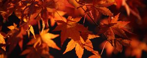 Preview wallpaper maple leaves, leaves, macro, autumn, orange
