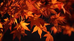 Preview wallpaper maple leaves, leaves, macro, autumn, orange