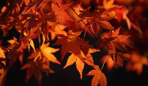 Preview wallpaper maple leaves, leaves, macro, autumn, orange