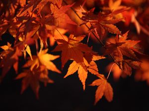 Preview wallpaper maple leaves, leaves, macro, autumn, orange