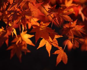 Preview wallpaper maple leaves, leaves, macro, autumn, orange