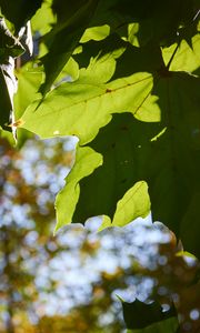 Preview wallpaper maple leaves, leaves, macro, green