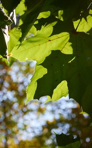 Preview wallpaper maple leaves, leaves, macro, green