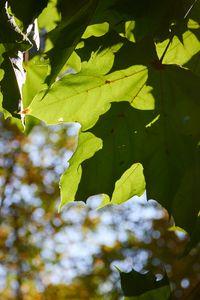 Preview wallpaper maple leaves, leaves, macro, green