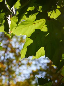 Preview wallpaper maple leaves, leaves, macro, green