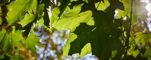 Preview wallpaper maple leaves, leaves, macro, green