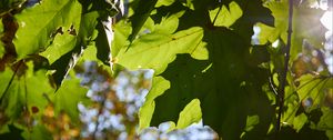Preview wallpaper maple leaves, leaves, macro, green