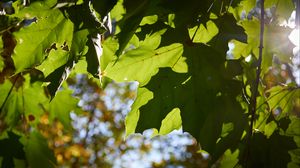 Preview wallpaper maple leaves, leaves, macro, green