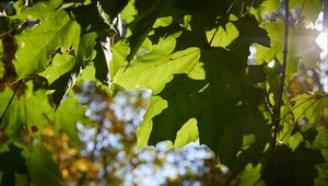 Preview wallpaper maple leaves, leaves, macro, green