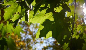 Preview wallpaper maple leaves, leaves, macro, green