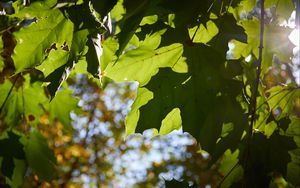 Preview wallpaper maple leaves, leaves, macro, green