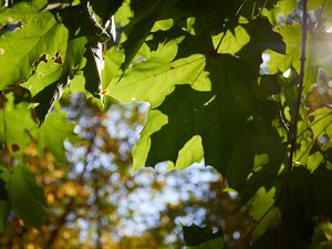 Preview wallpaper maple leaves, leaves, macro, green