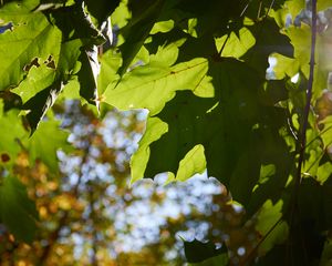 Preview wallpaper maple leaves, leaves, macro, green