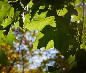 Preview wallpaper maple leaves, leaves, macro, green