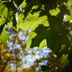 Preview wallpaper maple leaves, leaves, macro, green