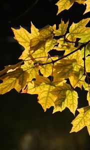 Preview wallpaper maple leaves, leaves, maple, autumn, light