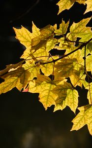 Preview wallpaper maple leaves, leaves, maple, autumn, light