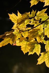 Preview wallpaper maple leaves, leaves, maple, autumn, light