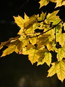 Preview wallpaper maple leaves, leaves, maple, autumn, light