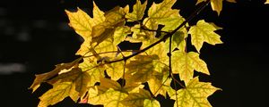 Preview wallpaper maple leaves, leaves, maple, autumn, light