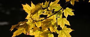 Preview wallpaper maple leaves, leaves, maple, autumn, light