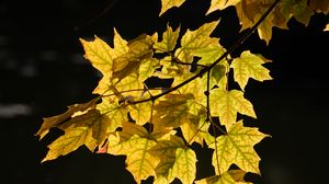 Preview wallpaper maple leaves, leaves, maple, autumn, light