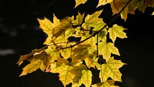 Preview wallpaper maple leaves, leaves, maple, autumn, light