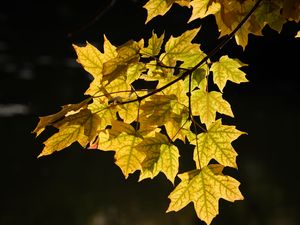 Preview wallpaper maple leaves, leaves, maple, autumn, light