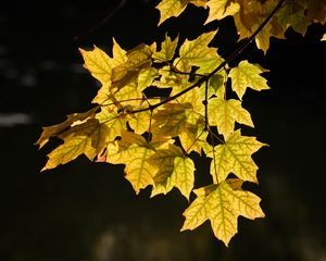 Preview wallpaper maple leaves, leaves, maple, autumn, light