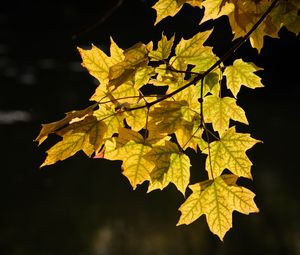 Preview wallpaper maple leaves, leaves, maple, autumn, light