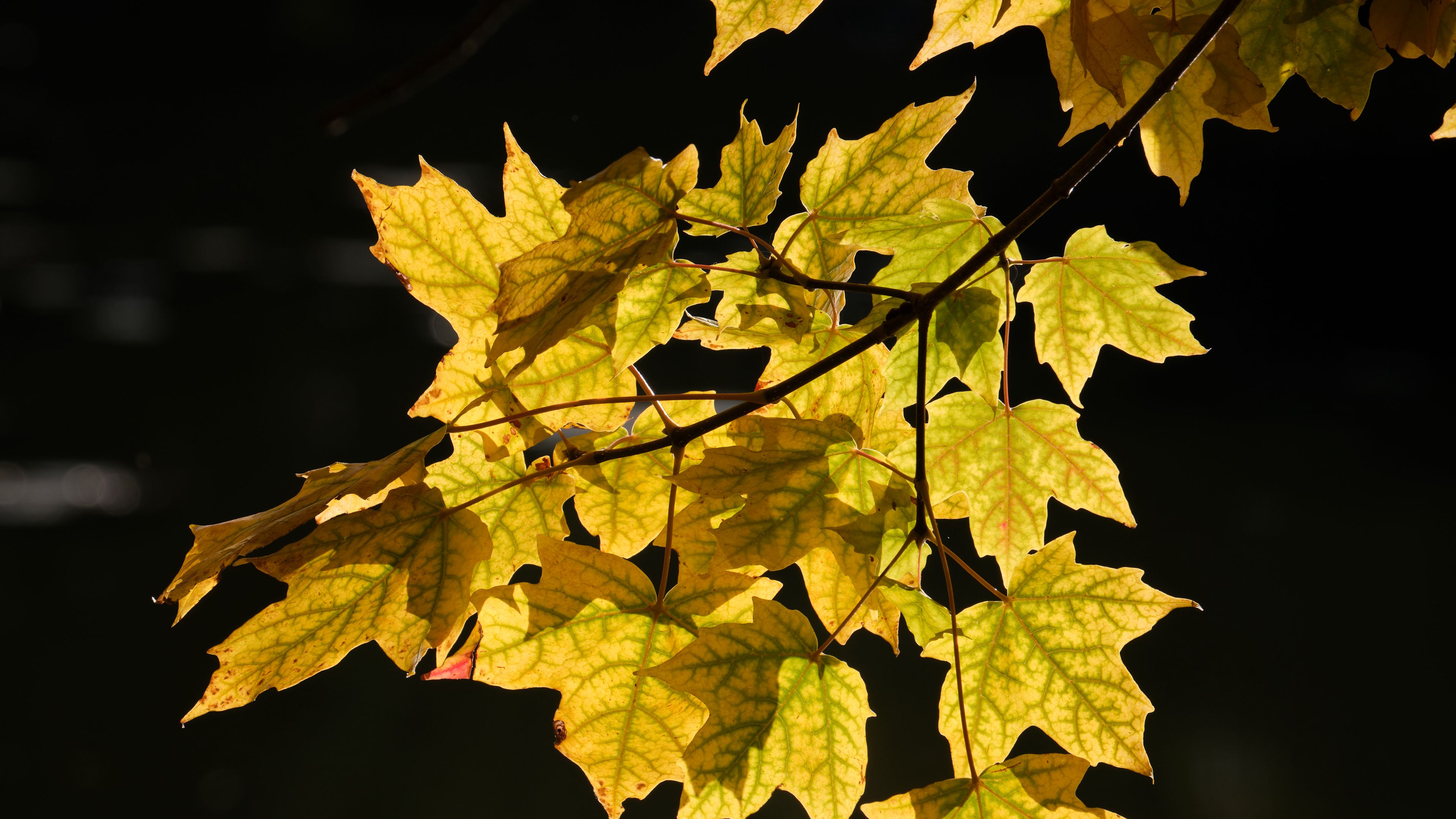 Download wallpaper 3840x2160 maple leaves, leaves, maple, autumn, light ...