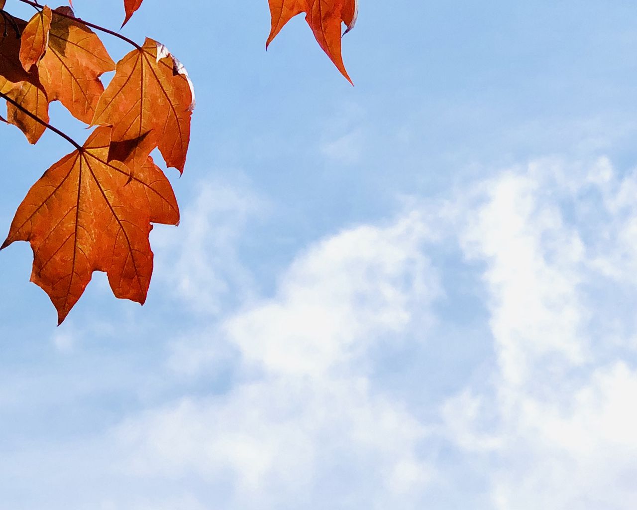 1280x1024 Wallpaper maple leaves, leaves, maple, autumn, sky
