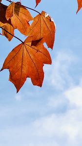 Preview wallpaper maple leaves, leaves, maple, autumn, sky