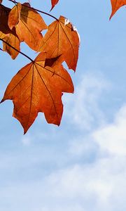 Preview wallpaper maple leaves, leaves, maple, autumn, sky