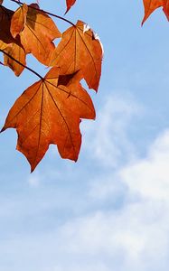 Preview wallpaper maple leaves, leaves, maple, autumn, sky