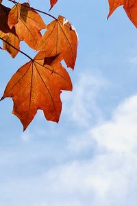 Preview wallpaper maple leaves, leaves, maple, autumn, sky