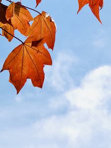 Preview wallpaper maple leaves, leaves, maple, autumn, sky