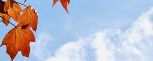 Preview wallpaper maple leaves, leaves, maple, autumn, sky
