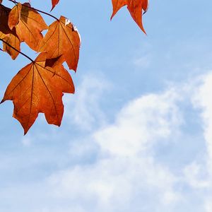 Preview wallpaper maple leaves, leaves, maple, autumn, sky