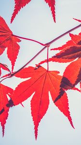 Preview wallpaper maple leaves, leaves, maple, branch, autumn, red