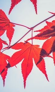 Preview wallpaper maple leaves, leaves, maple, branch, autumn, red