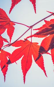 Preview wallpaper maple leaves, leaves, maple, branch, autumn, red