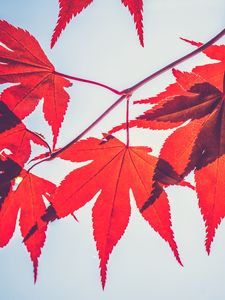 Preview wallpaper maple leaves, leaves, maple, branch, autumn, red