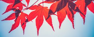 Preview wallpaper maple leaves, leaves, maple, branch, autumn, red