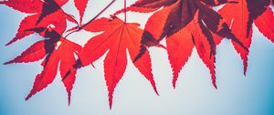 Preview wallpaper maple leaves, leaves, maple, branch, autumn, red