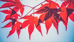 Preview wallpaper maple leaves, leaves, maple, branch, autumn, red