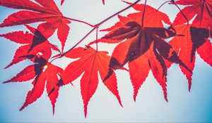 Preview wallpaper maple leaves, leaves, maple, branch, autumn, red