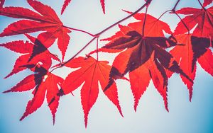 Preview wallpaper maple leaves, leaves, maple, branch, autumn, red
