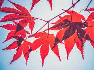 Preview wallpaper maple leaves, leaves, maple, branch, autumn, red